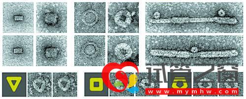 “折纸DNA”设计控制病毒组装(图1)